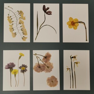 Carte de voeux de vraies fleurs. Ensemble de vraies fleurs printanières et carte de voeux vierge en fleurs. Fait main, pour toutes les occasions - carte de voeux.