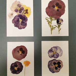 Carte de voeux de vraies fleurs. Ensemble de vraies fleurs printanières et carte de voeux vierge en fleurs. Fait main, pour toutes les occasions - carte de voeux.