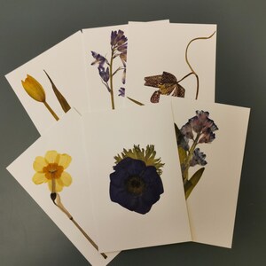Carte de voeux de vraies fleurs. Ensemble de vraies fleurs printanières et carte de voeux vierge en fleurs. Fait main, pour toutes les occasions - carte de voeux.