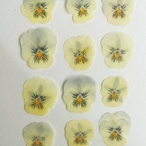 May include: An arrangement of pressed pansy flowers. The pansies have pale yellow petals with a darker yellow centre and dark purple and black markings. The top petals have a light grey hue. The flowers are arranged on a white background.