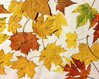 May include: A collection of scattered maple leaves in various stages of seasonal change, displaying a vibrant palette of yellow, orange, deep red, and green hues, with visible veins and pointed lobes arranged across a light, textured surface.