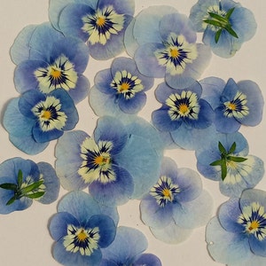 May include: A collection of dried blue and white pansy flowers. The flowers have a delicate, faded appearance and are perfect for crafting projects.