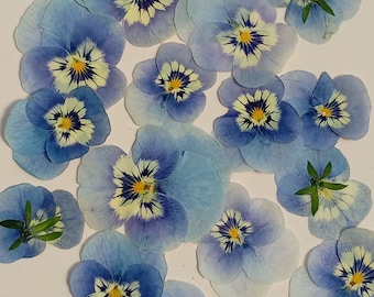 Dried and pressed pansies for craft usage. Real dried viola flowers, supplies for craft, herbarium, wall art.