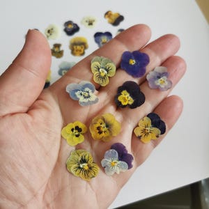Pressed small Pansies for craft usage. Real dried Viola flowers, supplies for craft, jewellery, resin casting.
