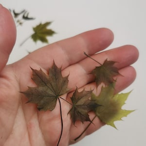 Pressed Maple Leaves: Dried Foliage for Art & Craft - 30 Piece Set