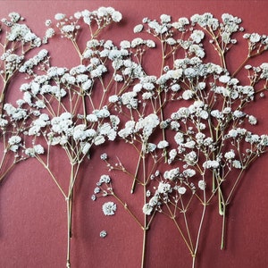 Flores secas e prensadas para arte e artesanato. Gypsophila branca prensada.