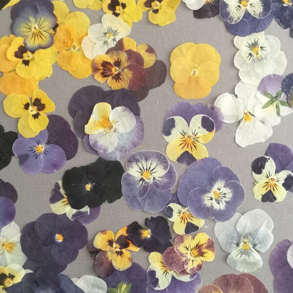 Set of 20 dried and pressed pansies for craft usage. Real dried viola flowers, supplies for craft, herbarium, wall art.