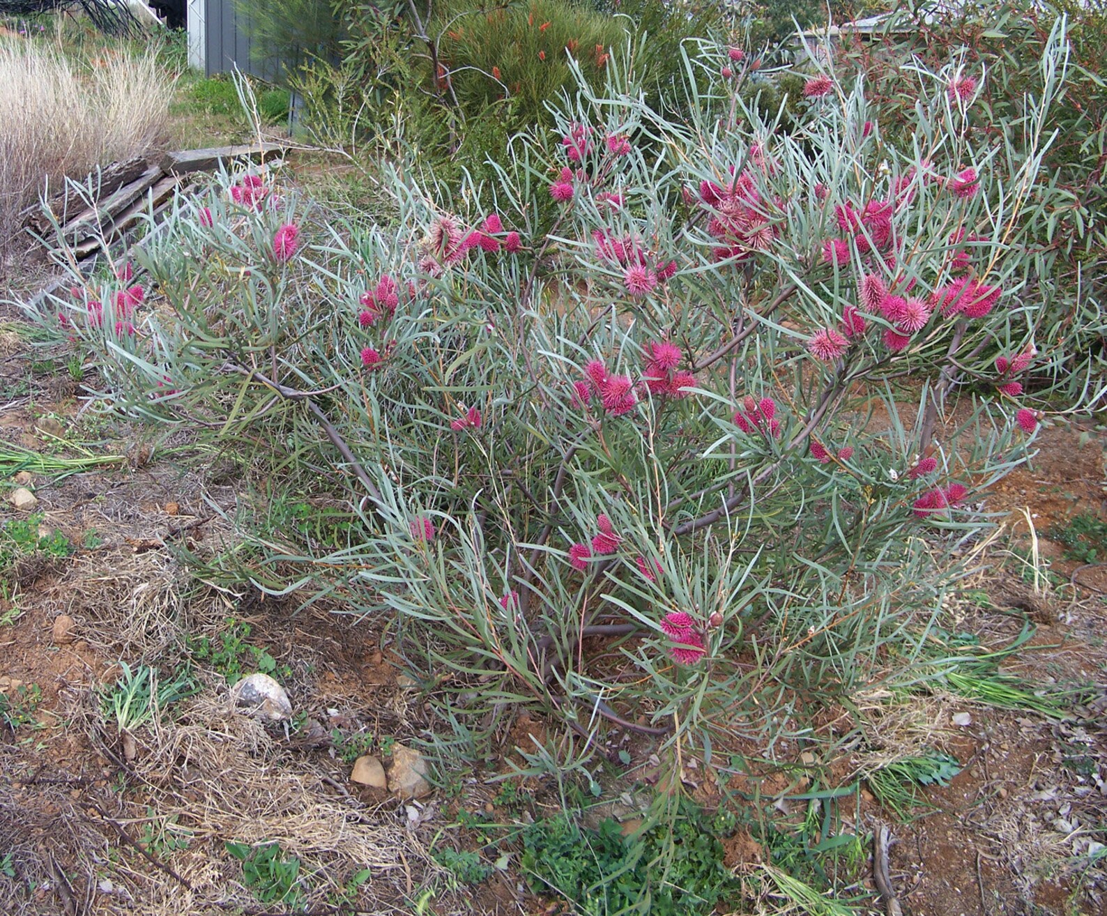Hakea x4 H. grammatophylla H. bucculenta H. petiolaris H. Etsy