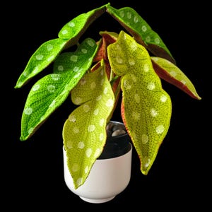 May include: A vibrant houseplant with large, textured leaves in shades of green and yellow, speckled with white dots. The plant is potted in a small, white ceramic pot against a black background. The leaves have red edges.
