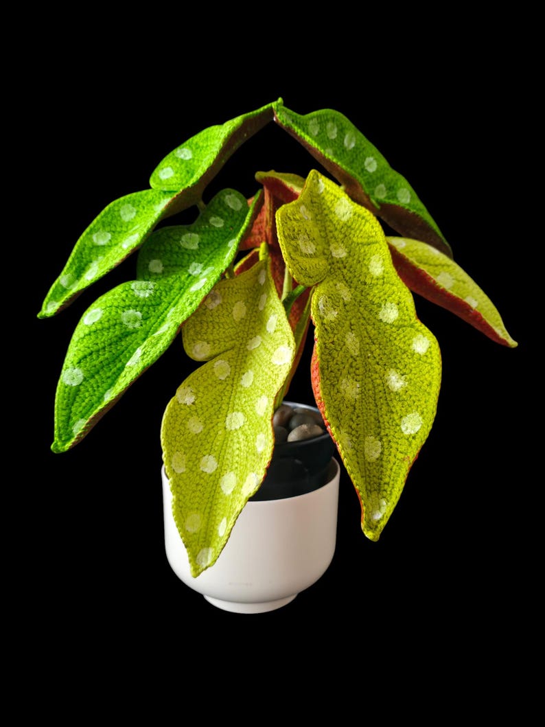 May include: A vibrant houseplant with large, textured leaves in shades of green and yellow, speckled with white dots. The plant is potted in a small, white ceramic pot against a black background. The leaves have red edges.