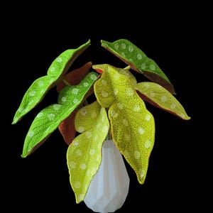May include: A vibrant houseplant with large, textured leaves in shades of green and yellow, speckled with white dots. The leaves have reddish-brown undersides. The plant is displayed in a white, geometric vase against a black background.