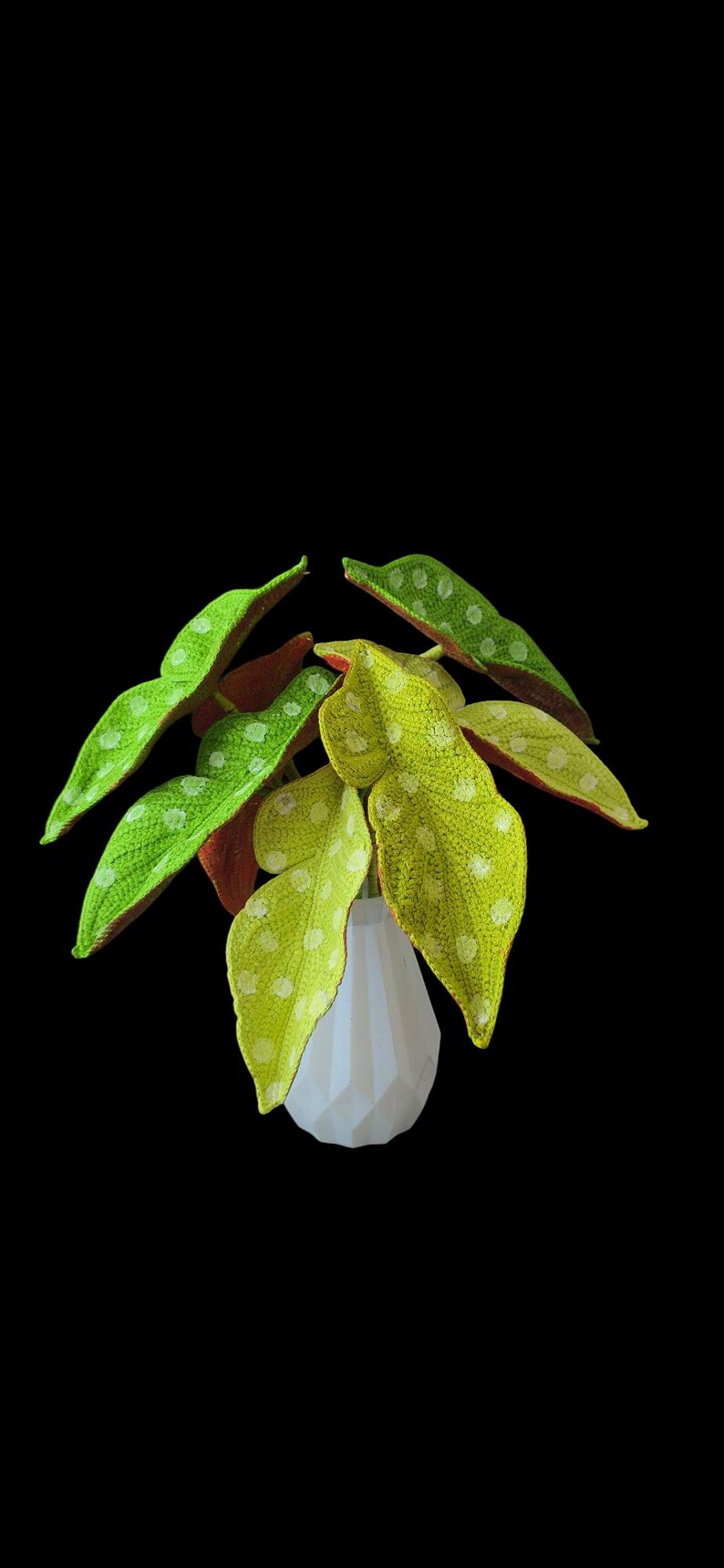 May include: A vibrant houseplant with large, textured leaves in shades of green and yellow, speckled with white dots. The leaves have reddish-brown undersides. The plant is displayed in a white, geometric vase against a black background.
