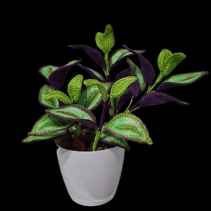 May include: A small potted plant with green and purple leaves. The plant is in a white ceramic pot.