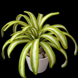 Puede incluir: Una planta de ganchillo con hojas largas y curvadas a rayas verdes y blancas. La planta está en una maceta de cerámica blanca llena de pequeñas piedras grises, sobre un fondo negro. Las hojas tienen un aspecto texturizado.