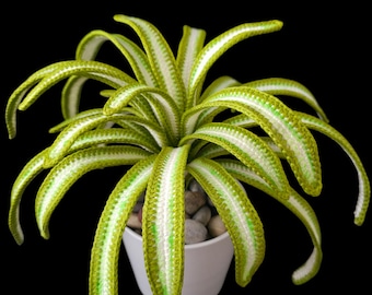Easy Crochet Spider Plant Pattern | DIY Plant Decor (PDF Pattern)