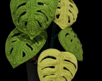 philodendron seeds Philodendron platypetiolatum SEEDS