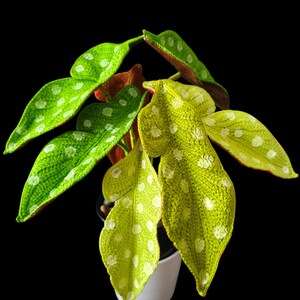May include: A potted Begonia maculata plant with large, textured leaves. The leaves are a vibrant green and yellow, speckled with white spots. The plant is set against a solid black background, highlighting the plant's unique pattern and color.