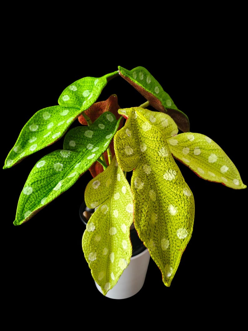 May include: A potted Begonia maculata plant with large, textured leaves. The leaves are a vibrant green and yellow, speckled with white spots. The plant is set against a solid black background, highlighting the plant's unique pattern and color.