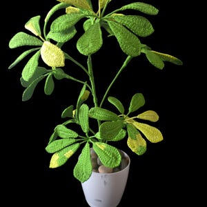 Op de afbeelding: Een plant in een pot met groene en gele bladeren. De plant staat in een witte pot met kleine stenen rond de basis.