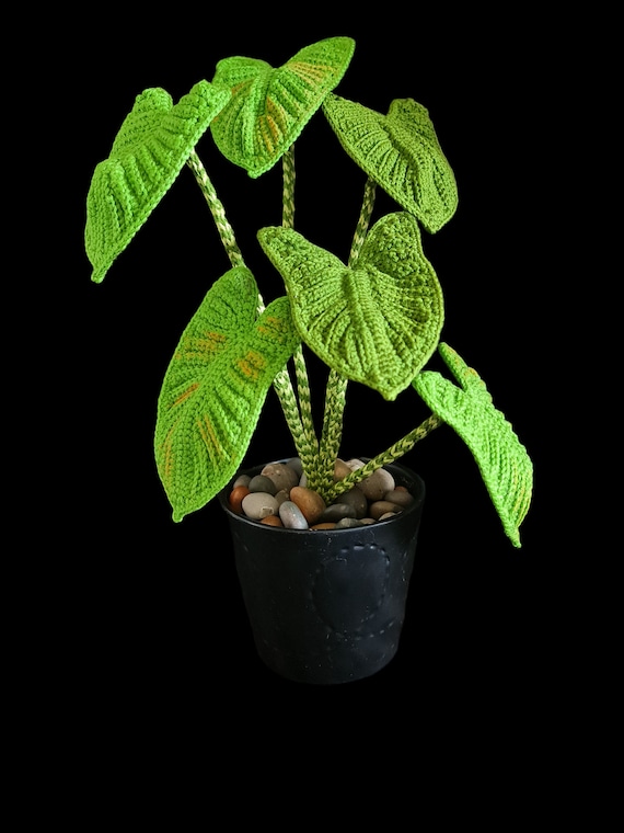 goldfruchtpalme groß Goldfruchtpalme XL | Dypsis main image 1