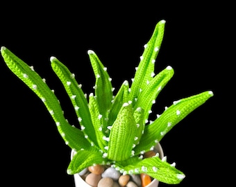 Schema facile per realizzare una pianta di aloe vera all'uncinetto / Decorazione fai da te con piante grasse (schema PDF)