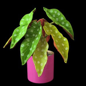 May include: A handmade crochet plant with large, green leaves speckled with white dots. The leaves are in a variety of shades of green and yellow. The plant is in a bright pink pot against a black background.