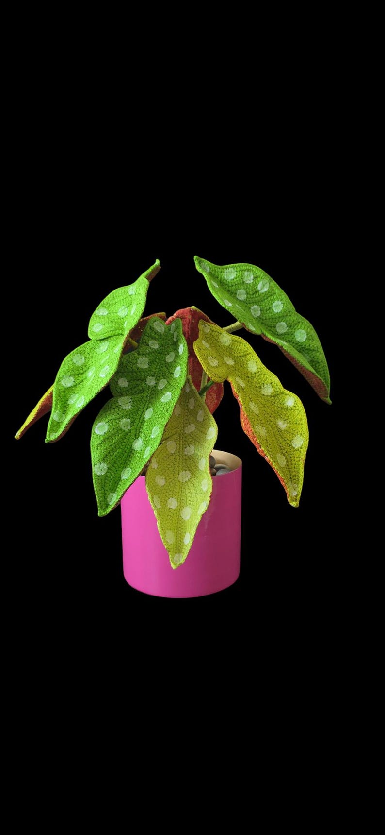 May include: A handmade crochet plant with large, green leaves speckled with white dots. The leaves are in a variety of shades of green and yellow. The plant is in a bright pink pot against a black background.