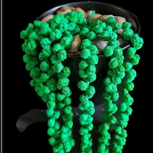 Könnte beinhalten: Eine grüne Perlenkette in einem Topf, die einer Sukkulentenpflanze ähnelt.