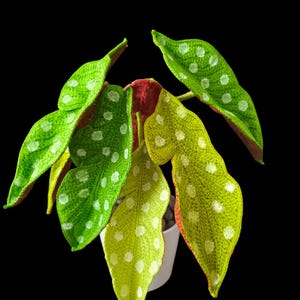 May include: A handcrafted, crocheted plant with large, vibrant green leaves speckled with white dots. The leaves have a unique texture and are arranged around a central stem. The plant is potted in a white container against a black background.
