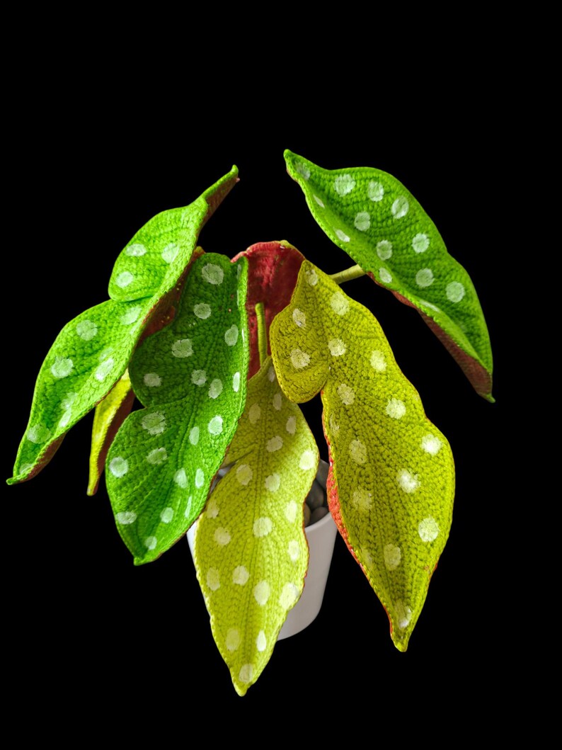 May include: A handcrafted, crocheted plant with large, vibrant green leaves speckled with white dots. The leaves have a unique texture and are arranged around a central stem. The plant is potted in a white container against a black background.