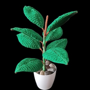 monstera japan Monstera Adansonii Varieagated Yellow Jepang