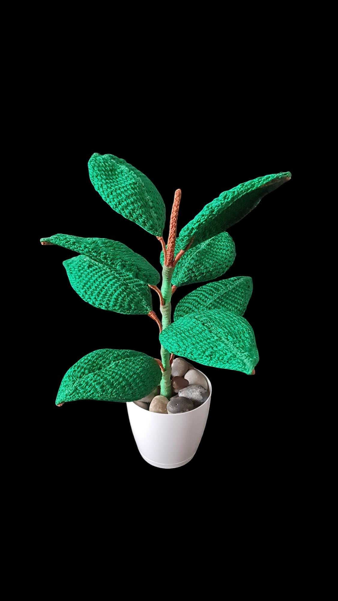 monstera adansonii variegated Monstera Laniata Variegated – Zero's Plants main image 0
