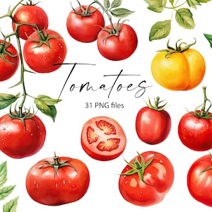 Clipart aquarelle de tomate, fichiers Png de tomates, clipart légume, téléchargement numérique, 11 m