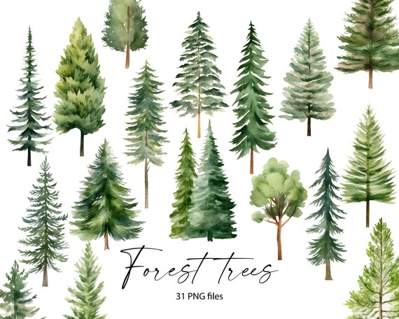 Watercolor Forest Trees Clipart, Pine Trees PNG, Pine Forest, Woodland Trees, Individual trees / m10