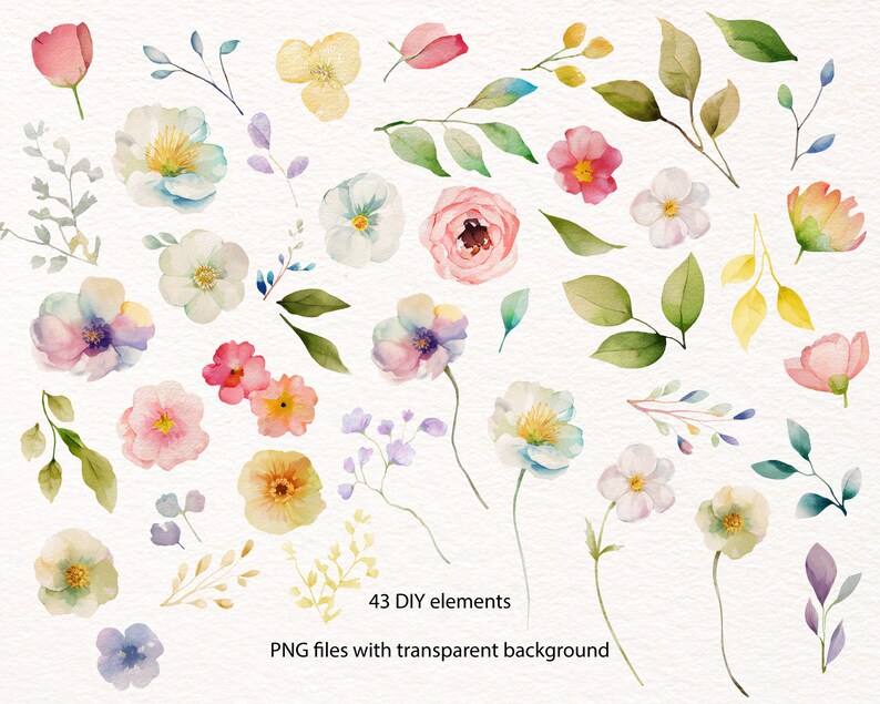 May include: A collection of 43 watercolor illustrations of flowers and leaves, perfect for DIY projects. PNG files with transparent backgrounds.