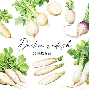 Clipart aquarelle de radis Daikon, fichiers Png de radis Daikon, légume Clipart, téléchargement numérique, 11 m
