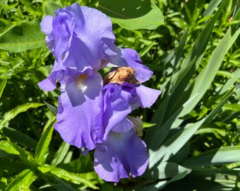 Pode incluir: Um close-up de uma flor de íris roxa florescendo em um jardim. A flor tem três pétalas e está cercada por folhas verdes.