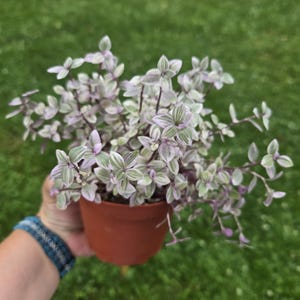 Callisia Repens 4” + Mystery 2” Plant – Live Houseplant Gift – Free Shipping USPS Priority – Rare Plant Starter Bundle