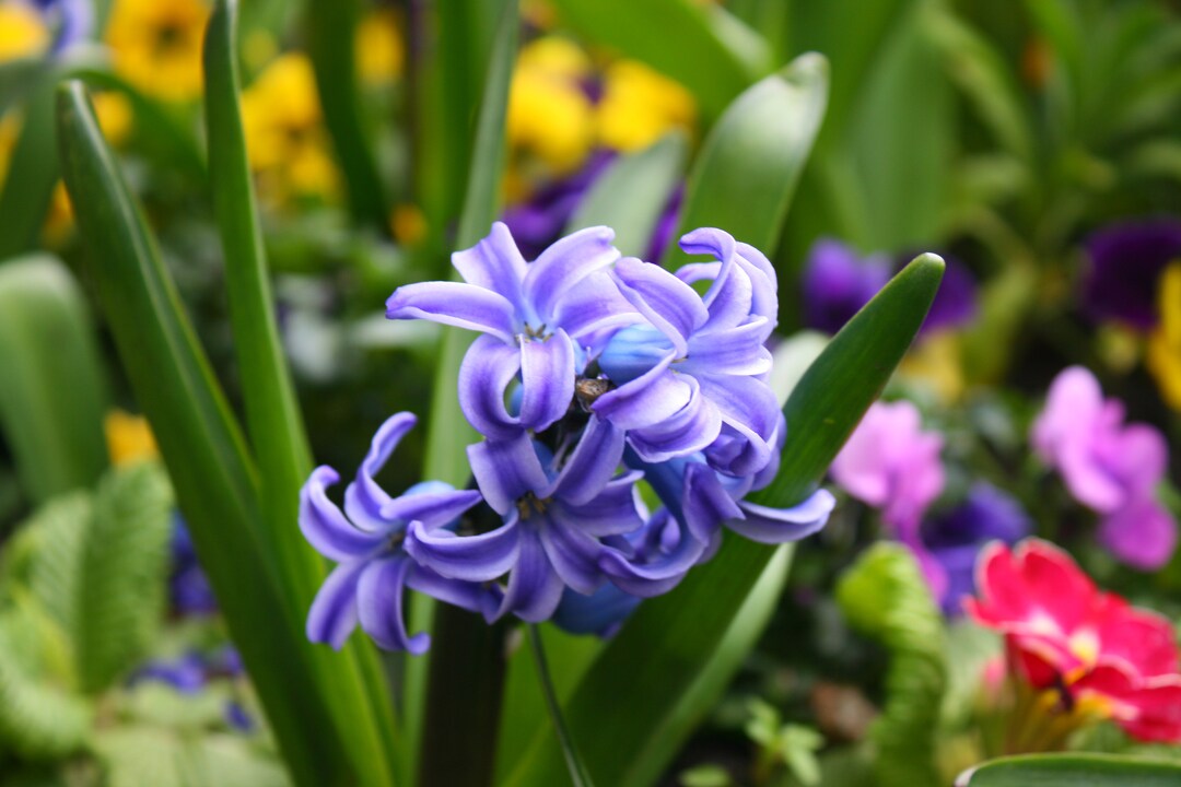 Photo Prints Dublin Etsy