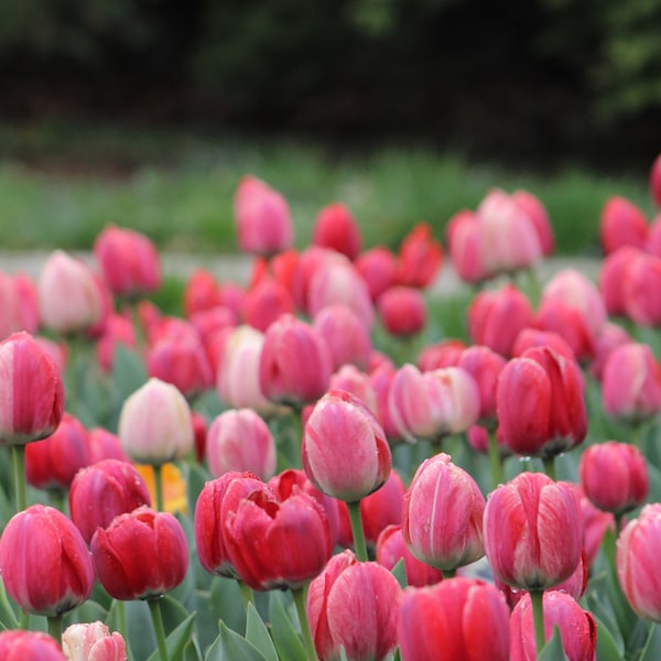 Photo Prints - Pink Tulips