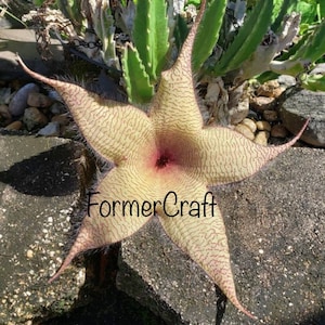 Starfish Cactus with large blooming blossom with a distinct scent, gold tan star fish flower w/ red lines that attract Lg flys due to smell