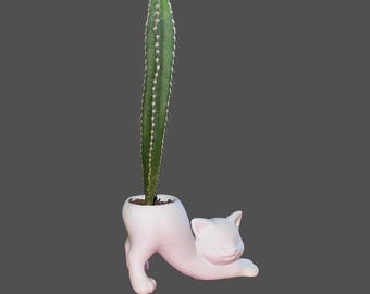 Cat Planter with Cactus Tail | 3D Printed PLA Cat Pot | Cute Succulent Planter | Cat Lover Gift | Funny Desk Plant | Unique Cat Decor