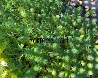 Parrot feather plant