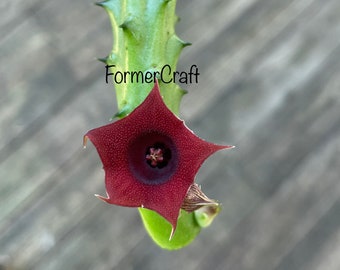 Red Dragon Cactus (Huernia Schneideriana) - Live Plant