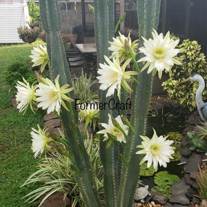 Peruvian apple cactus with night blooming flower