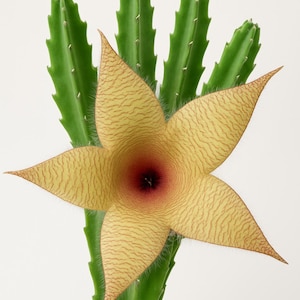 Starfish Cactus Cutting: Stapelia Gigantea, Large Blossom