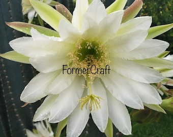 Seeds Peruvian apple cactus with night blooming flower Seeds