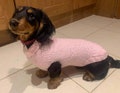 Mini-Dachshund or Chiweenie Dog Sweater - Hand Knitted - Made to Order - Lots of Colours - Extra Small to Small Dogs product logo