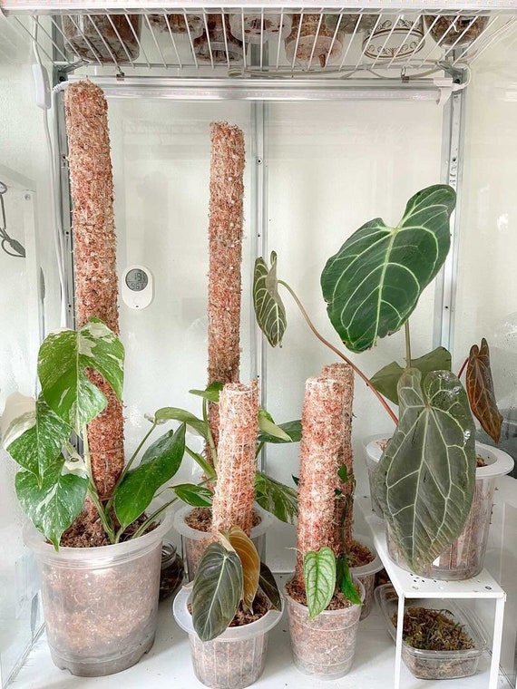 16 30 38 Poteau de mousse de sphaigne empilable fait à la main BLANC Pieu  de support de plante pour plantes grimpantes Monstera, Philodendron, Pothos  -  France