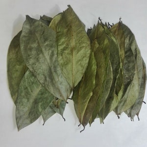 Jamaican Sour Sop Leaf Sun-Dried 100+ leaves